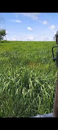 Oportunidade de investimento em Apiacás MT 