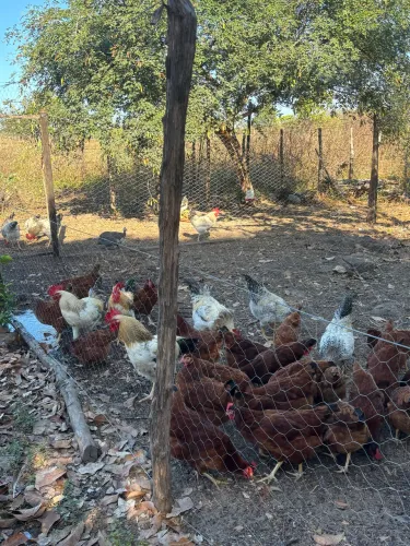 Galinhas Embrapa 051