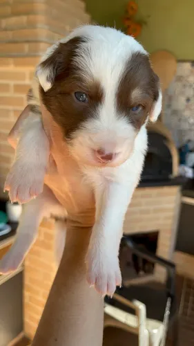 Filhote Border collie