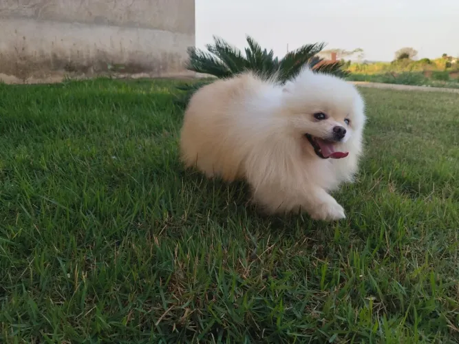 Spitz Alemão fêmea para doação