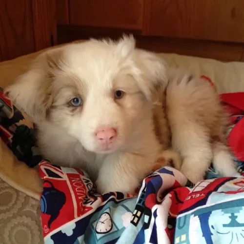 Border Collie - Enorme Na Carisma, Gigante No Tamanho 