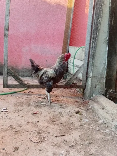 Galo e Galinha caipira 