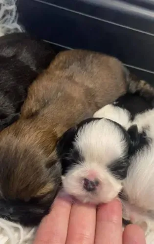 Vende shih tzu filhotes