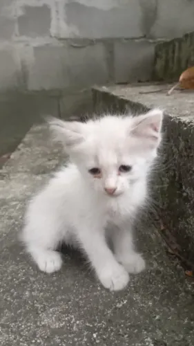 URGENTE - Adoção Responsável de Gatos