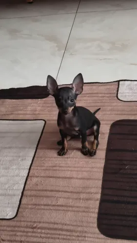 Pinscher 0