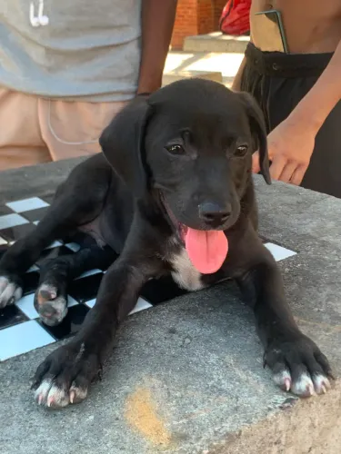 Doação de cachorro