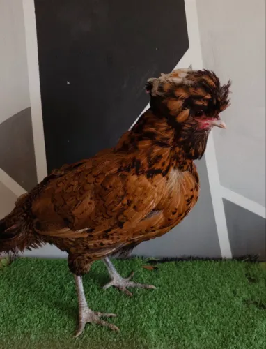 Galinha polonesa