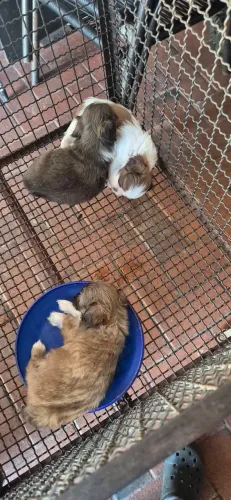 Filhotes de Shih Tzu