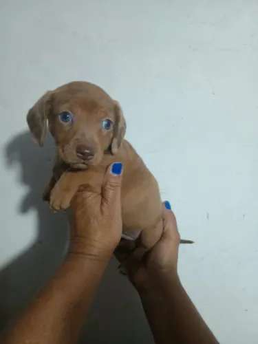 Dachshund vermelho