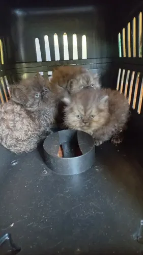 Gatos persa