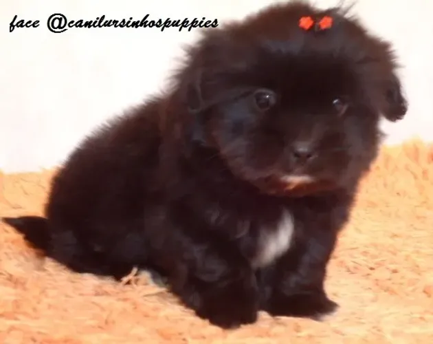 lhasa apso bebes selecionados cn ursinhos puppies entrega já