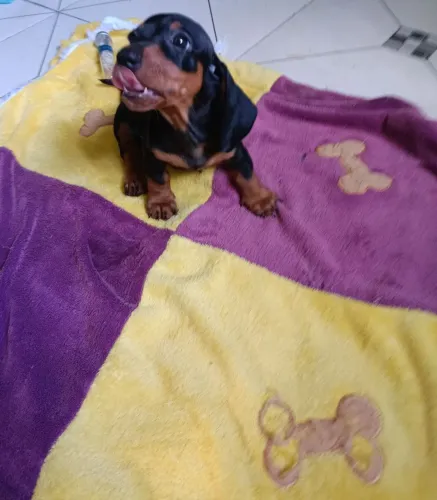 Filhote de dashund macho original de pai e mãe 
