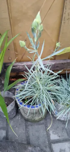 Mudas cravo vermelho