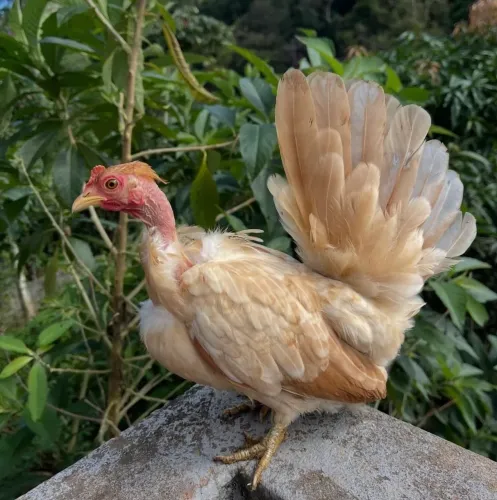 Garnisé pescoço pelado 