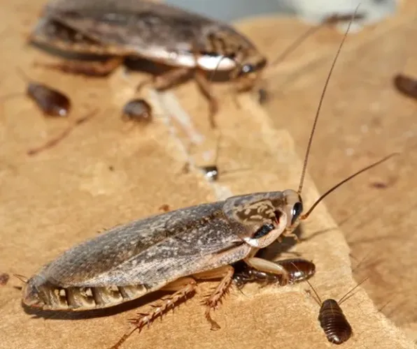 Barata cinerea