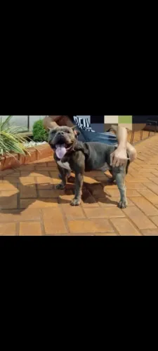 Vendo América bullyin reprodutor com pedigree