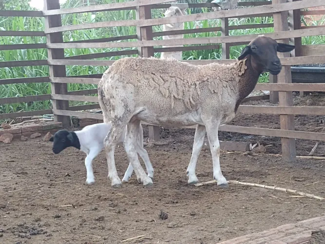 Ovelha dorper parida de fêmea dorper pura. Primeira cria. Oportunidade.
