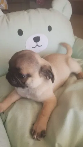Filhote de pug