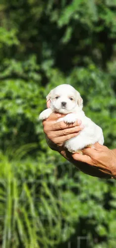 Shih-tzu branco - Espetacular Macho