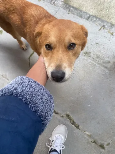 Doa-se cachorro