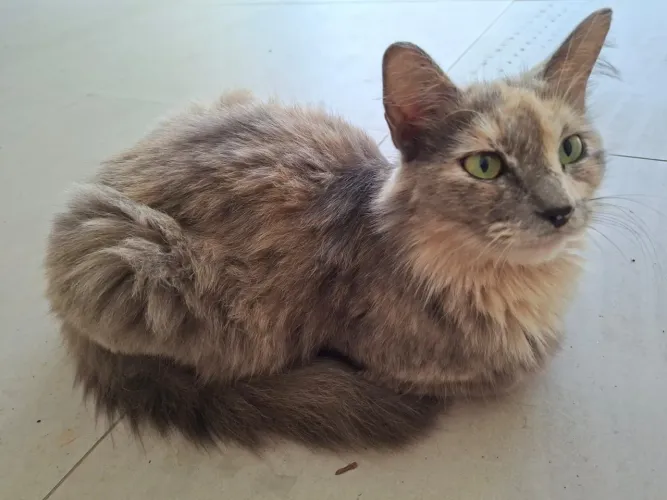GATA