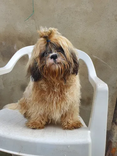 Filhote de shih tzu machinho 