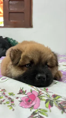 Vendo ( Chow chow) 