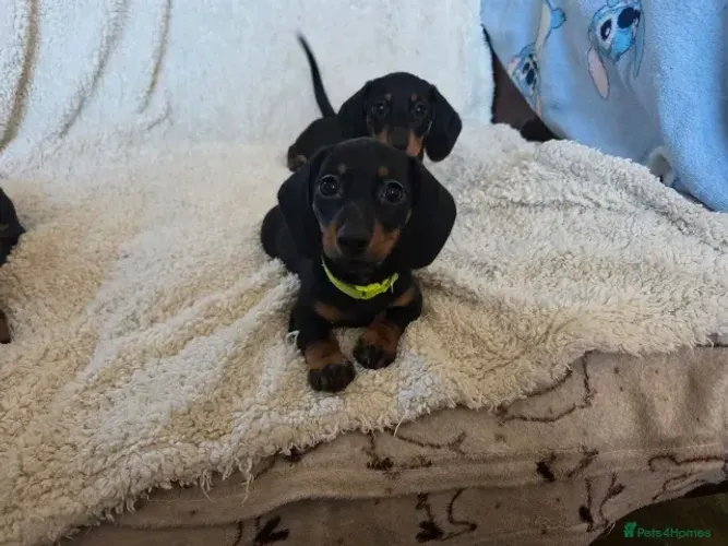 Cãozinho dócil e saudável Teckel/Dachshund/Salsicha/Salsichinha/Basset/Cofap