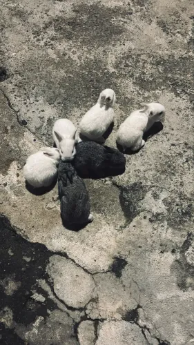 Vende-se coelhos