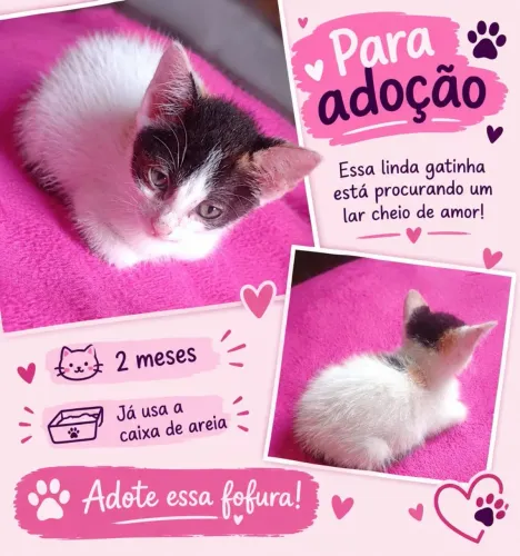 Doação de gatinha