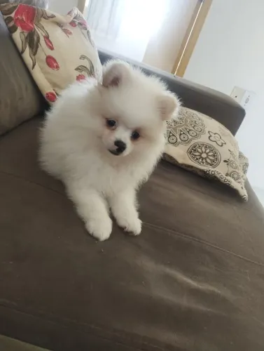Lulu da Pomerânia