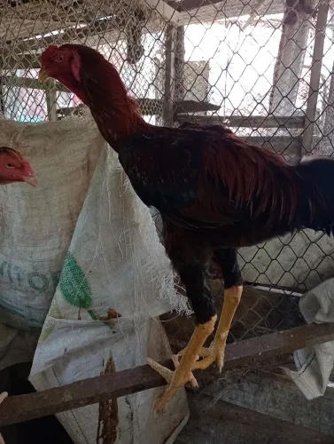 Galo e galinha índio gigante