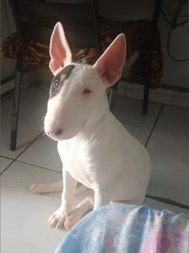 Bull terrier ( casal jovem)
