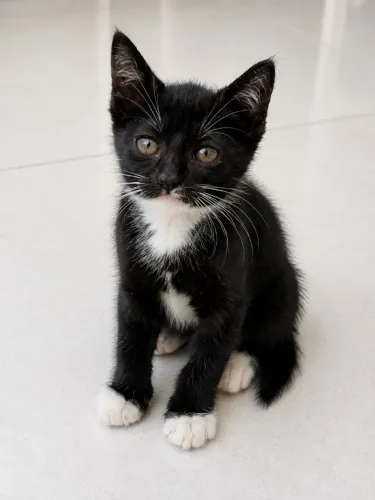 gatinhos de 2 meses p adoção   