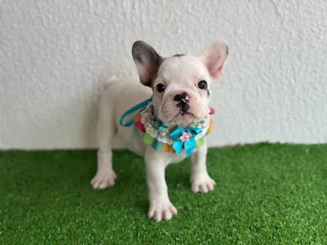 !!!! Miniaturas !!! Bulldog francês 