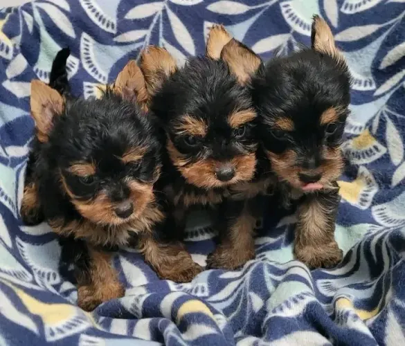 Yorkshire mini Excelente pedigree 