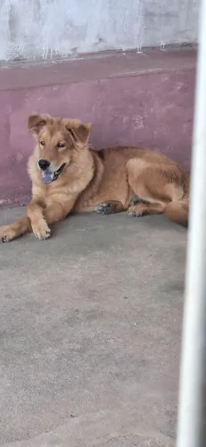Vendo cachorro r$ 200