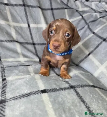 Basset teckel disponivel