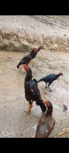 Galos indio