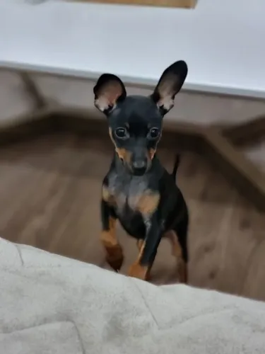 Neném Pinscher/Pincher super dócil com saúde garantida em contrato