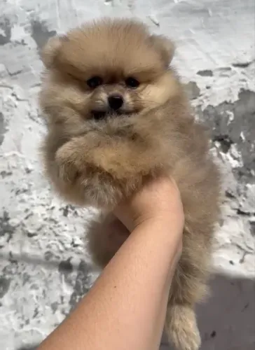 Lulu da pomerania femea e macho anão puros