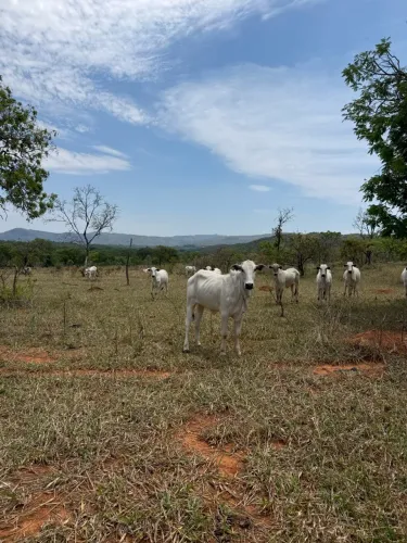 VENDO FAZENDA 77 HECTARES PADRE BERNARDO