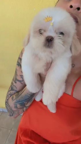 Lindos bebês Shih Tzu ( Venda ) @pets.encantados_