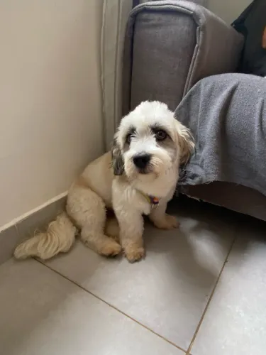 Doação cachorro