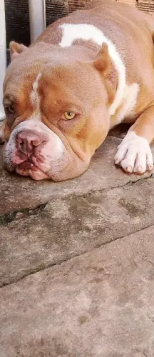 Vendo América Bully Pocket