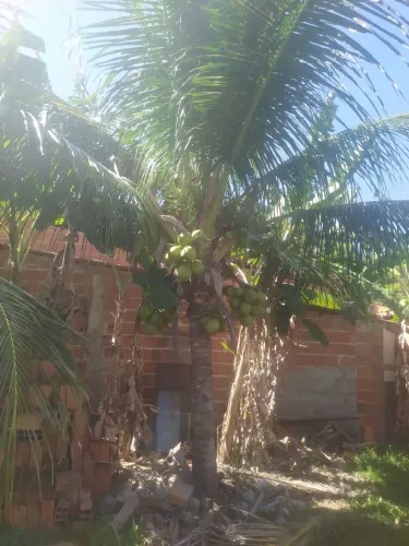 Vendo coqueiro baé