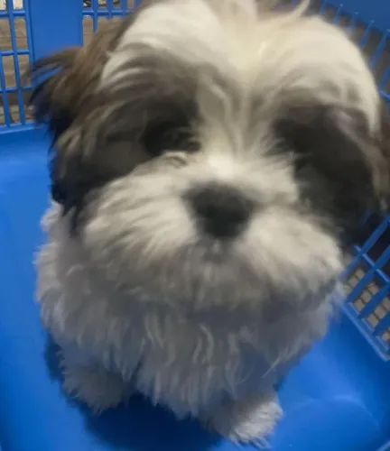 Este cachorrinho precisa de algum  dono , sou de Goiás 