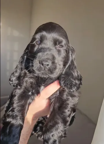 Cocker preto