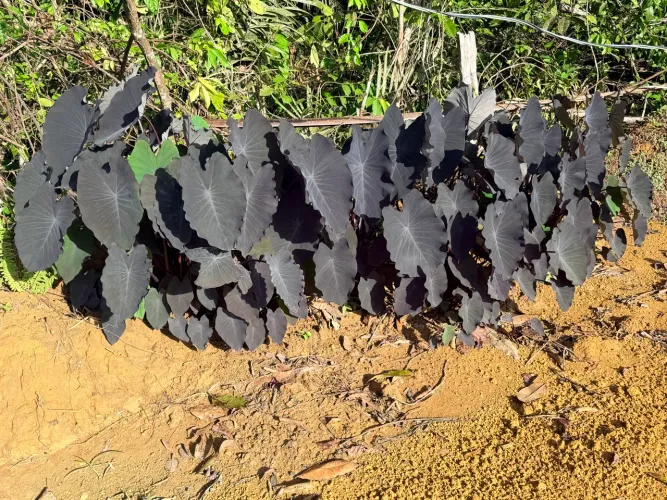 Lindas Mudas Colocásia Suculenta Inhame Roxo