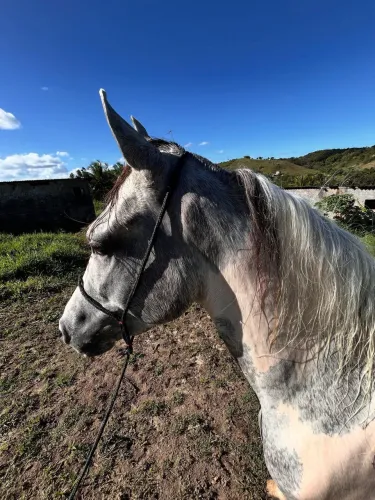 Cavalo MM